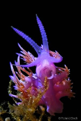 Pink Flabellina. Small, fragile, elegant and colorful. An... by Roland Bach 